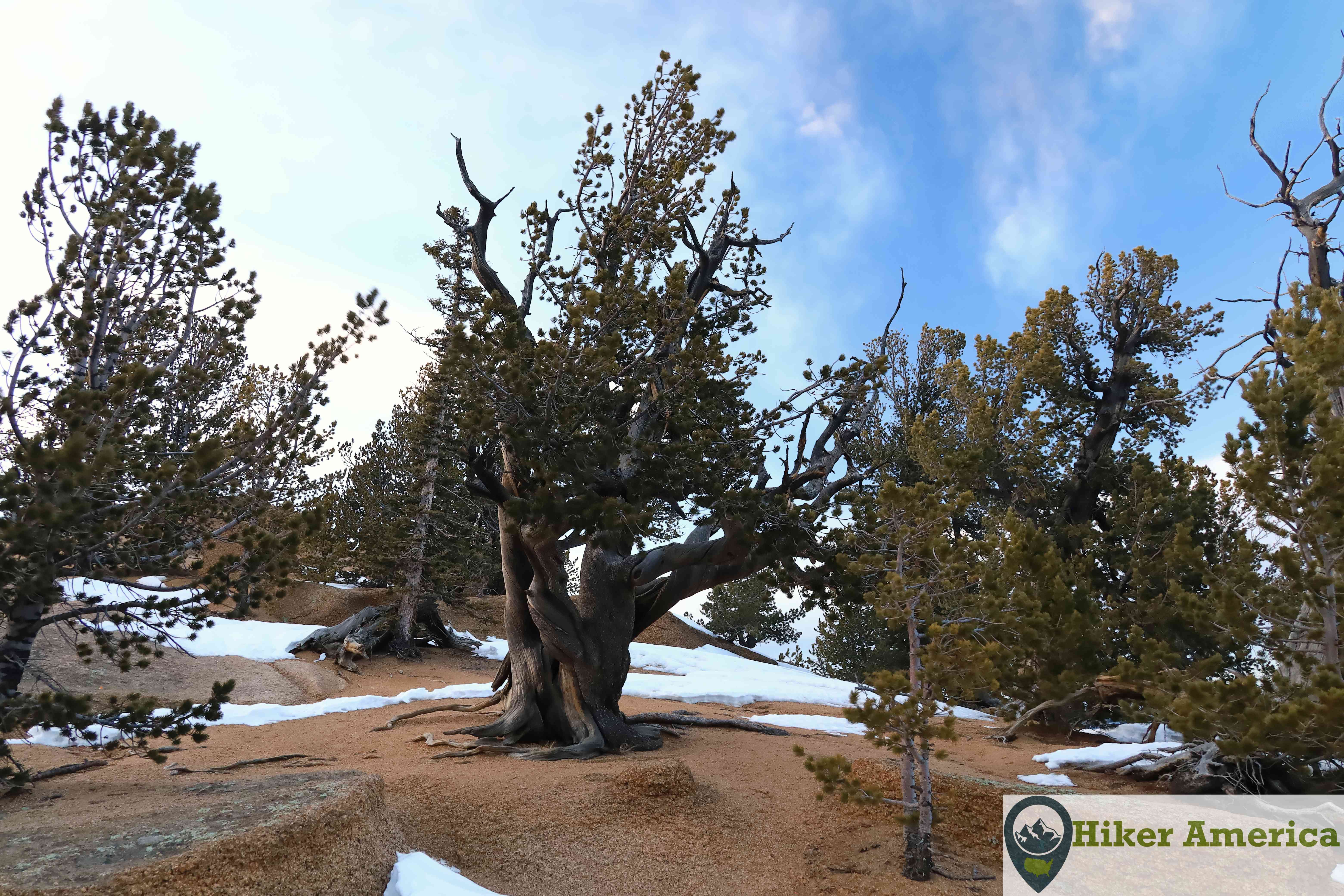 Bristlecone pines on the Crags Trail.
